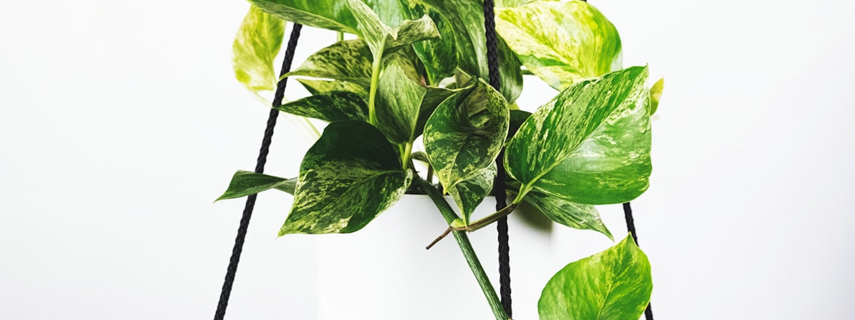 世界杯足球比赛现场高清直播画面示意图